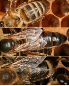 Hinterleib der Biene - Arbeiterin, Königin, Drohn